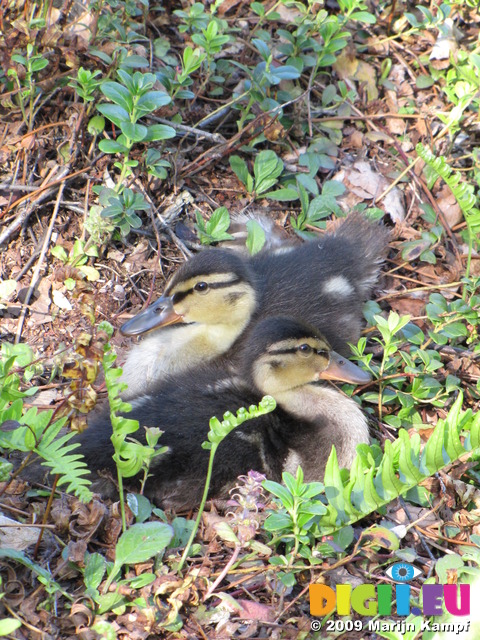 SX06310 Mallard ducklings